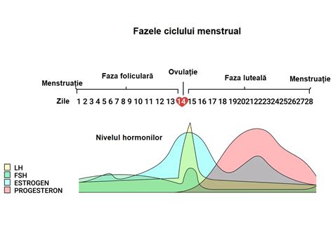 faza foliculara|Cele 4 faze ale ciclului menstrual: ce se întâmplă cu。